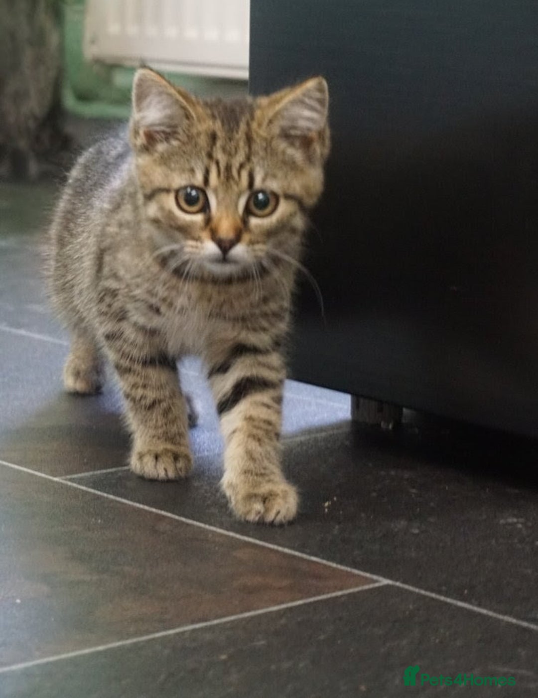 Mixed Breed cats for sale: Adorable Russian Blue Cross Persian Kitten - Image 3