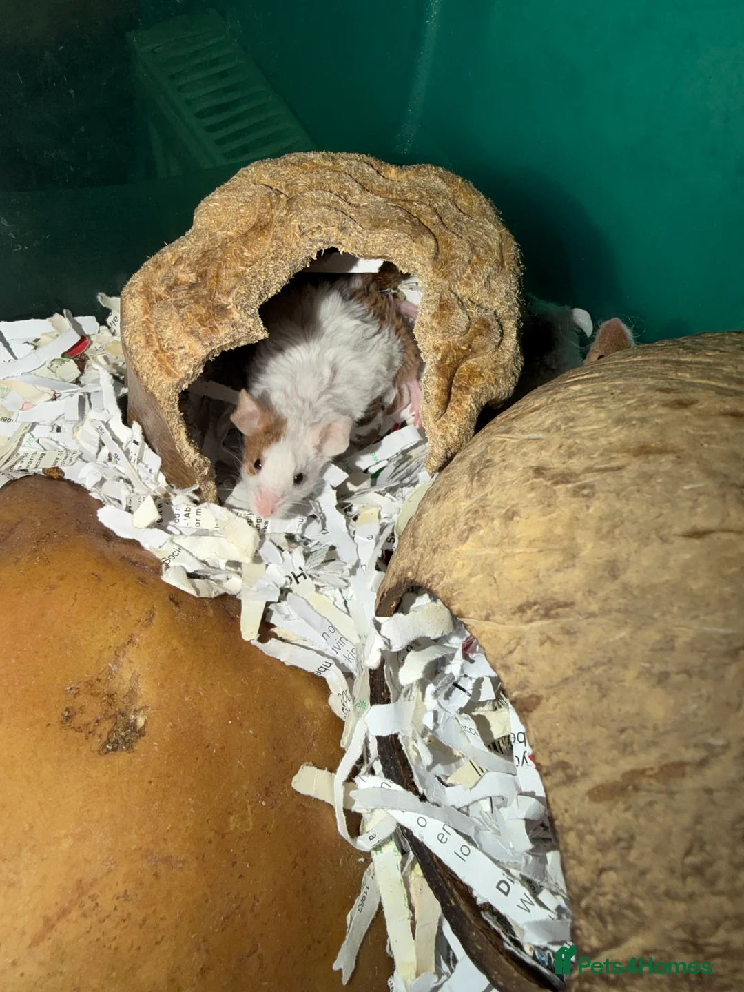 Mouse rodents for sale: Fancy Mice for Sale – £10 Each - Advert 3