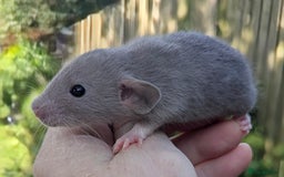 Rat rodents for sale: Fancy,Dumbo,Siamese and Rex Rats For Sale - Image 3