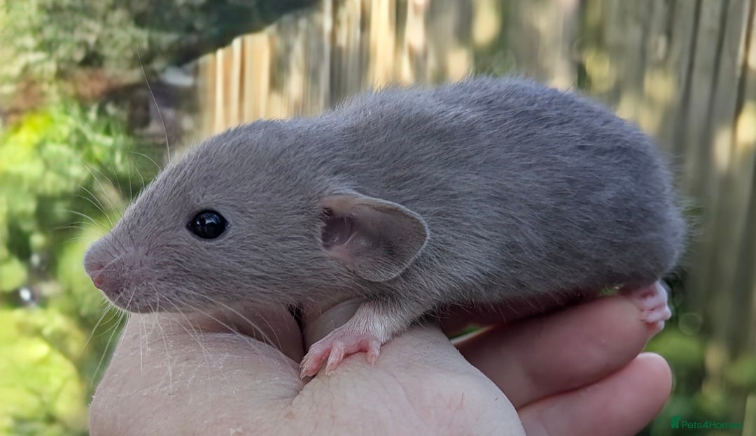 Rat rodents for sale: Fancy,Dumbo,Siamese and Rex Rats For Sale - Image 3
