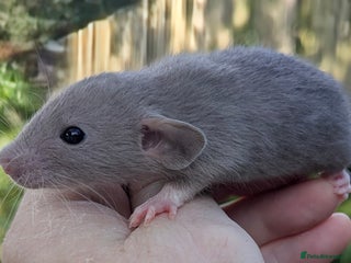 Rat rodents Fancy,Dumbo,Siamese & Rex ( NEW LITTERS AVAILABLE) - Advert 15