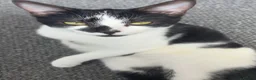 Mixed Breed cats for sale: 3 domestic kittens for sale 🐈‍⬛ in Cardiff - Advert 5