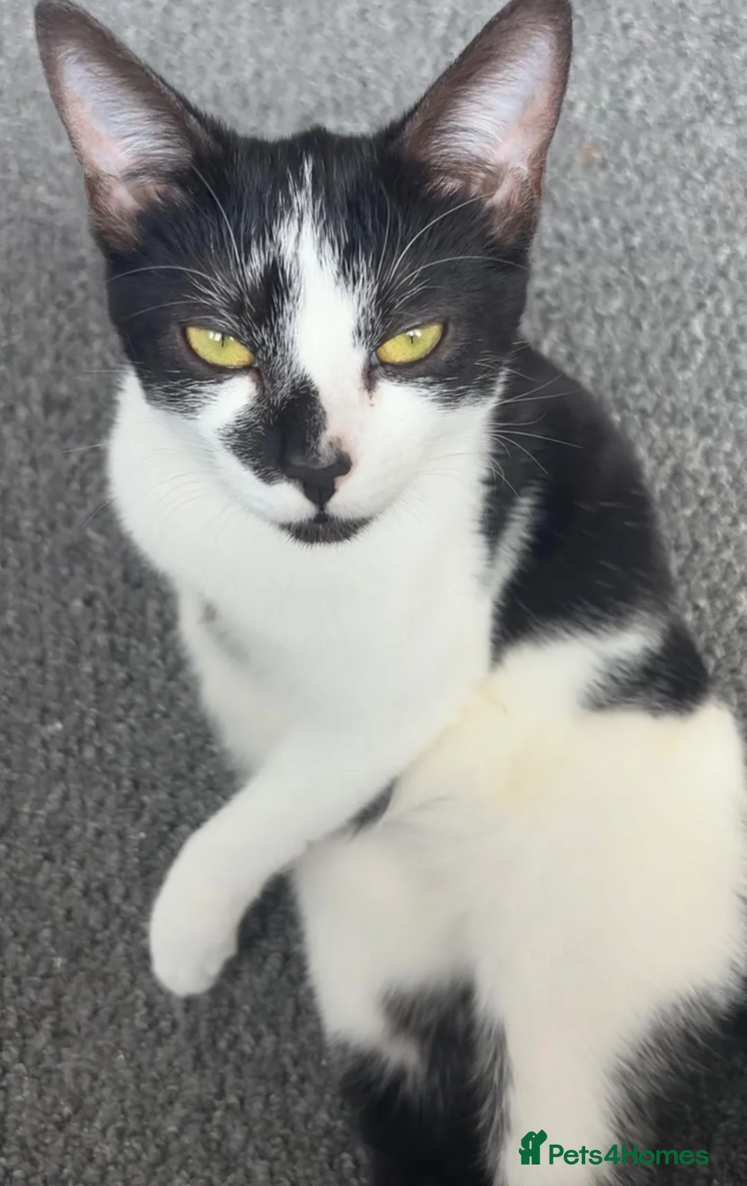 Mixed Breed cats for sale: 3 domestic kittens for sale 🐈‍⬛ in Cardiff - Advert 5