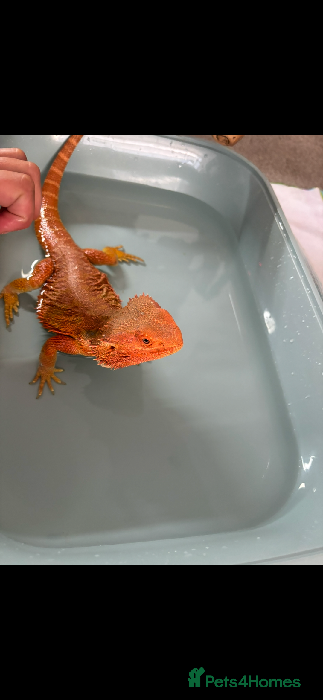 Bearded Dragon reptiles for sale: Super friendly bearded dragon - Image 2