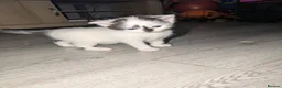 Domestic Shorthair cats for sale: 3 kittens ready for their forever homes - Advert 2