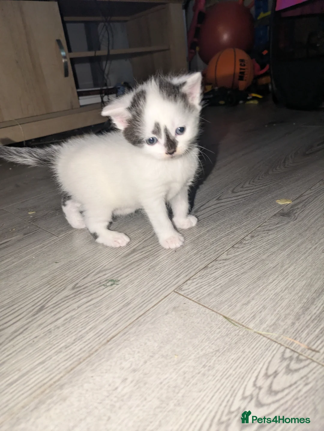 Domestic Shorthair cats for sale: 3 kittens ready for their forever homes - Advert 2