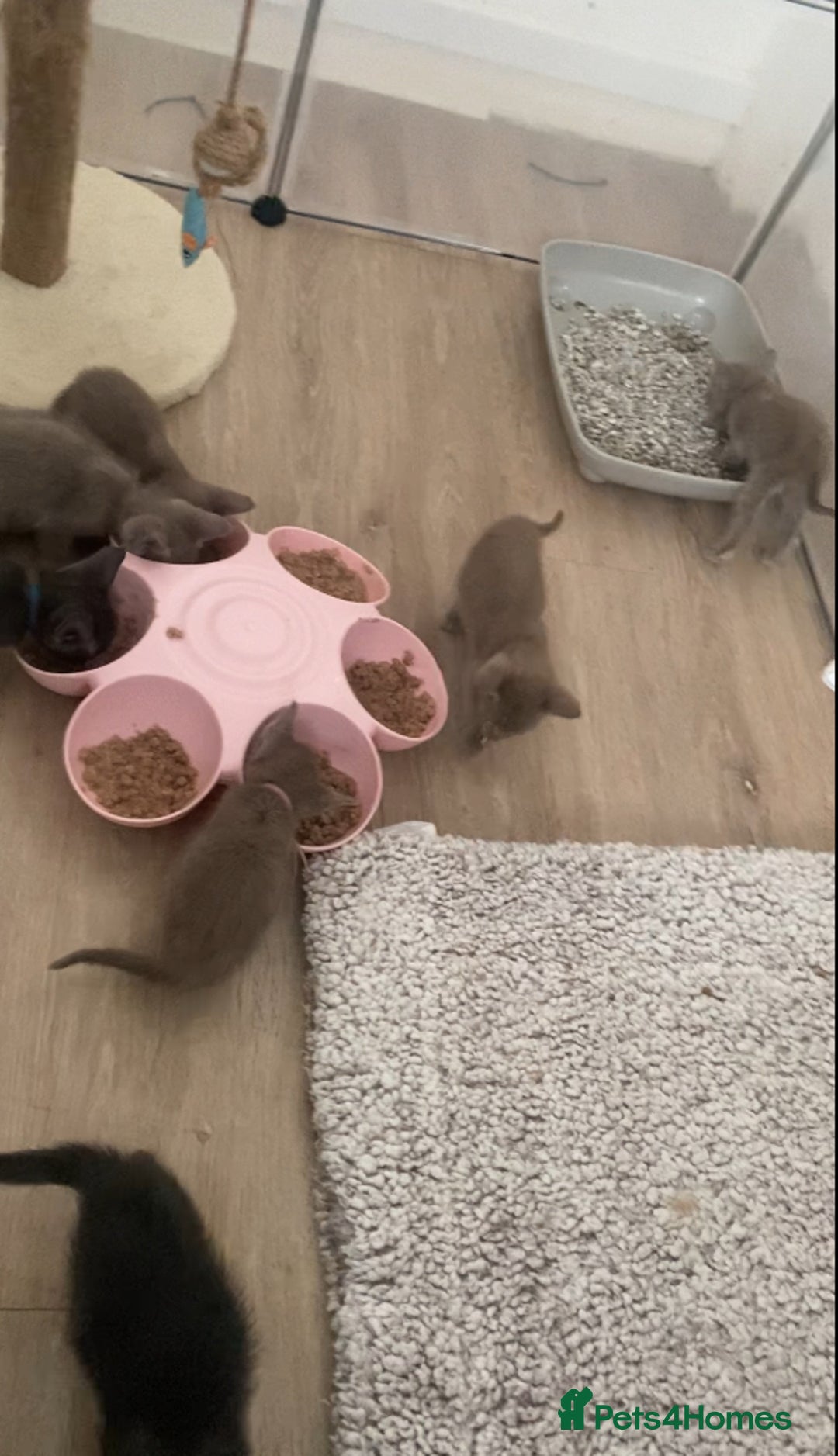 Mixed Breed cats for sale: Oriental X Siamese kittens  - Image 11