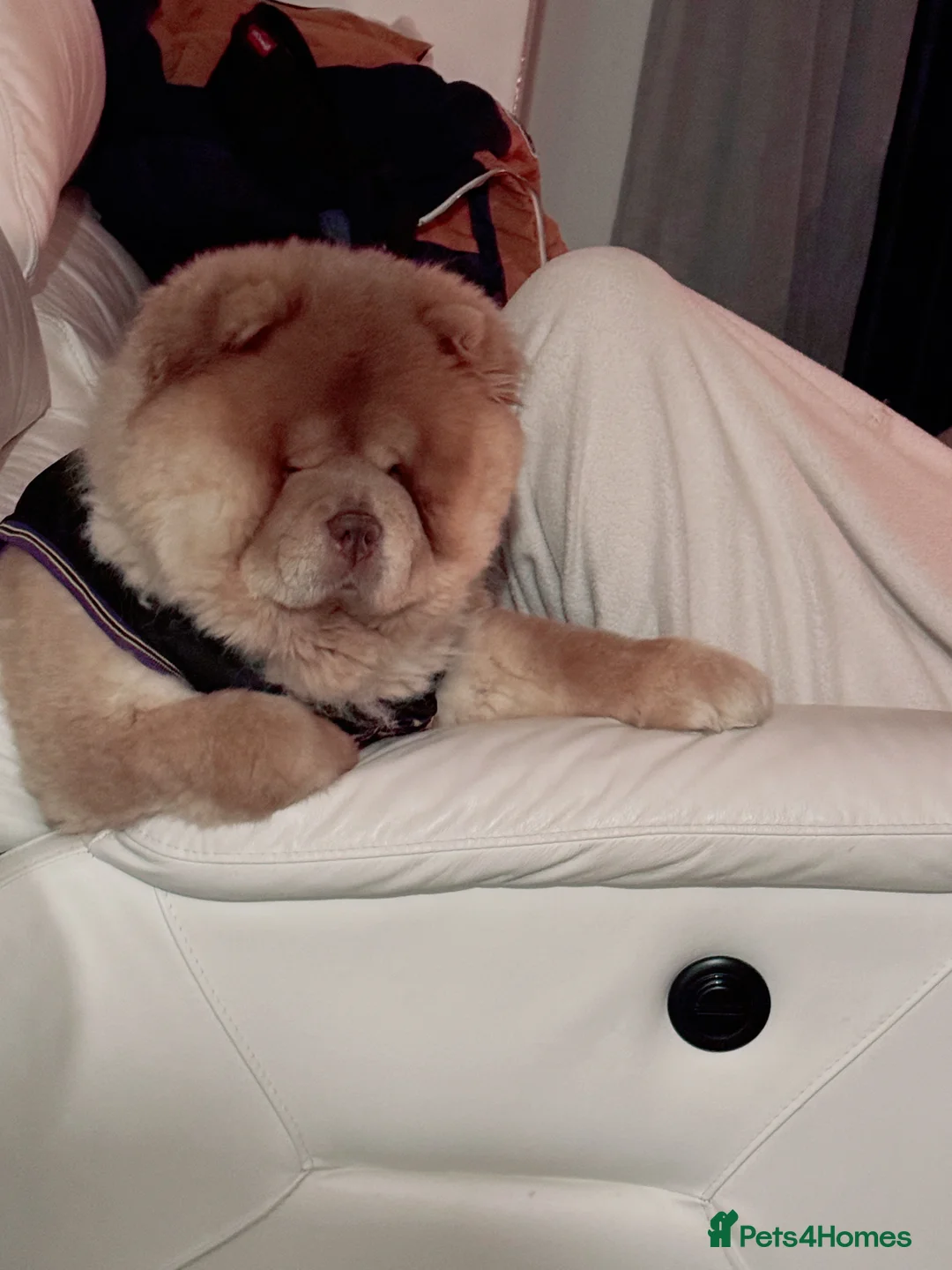 Chow Chow dogs for sale: REDUCED REAL TEDDY BEAR CHOW - Advert 2