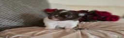 Chihuahua dogs for sale: Xx quality chocolate longcoat chihuahua puppies Xx - Advert 28