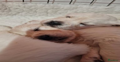 Golden Retriever dogs - Advert 11