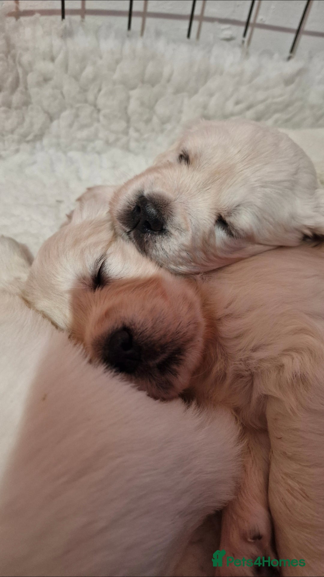 Golden Retriever dogs for sale: Stunning Cream Golden Retriever Puppies - Image 3