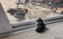Mixed Breed cats for sale: 3 beautiful playful kittens ready for rehome - Image 3
