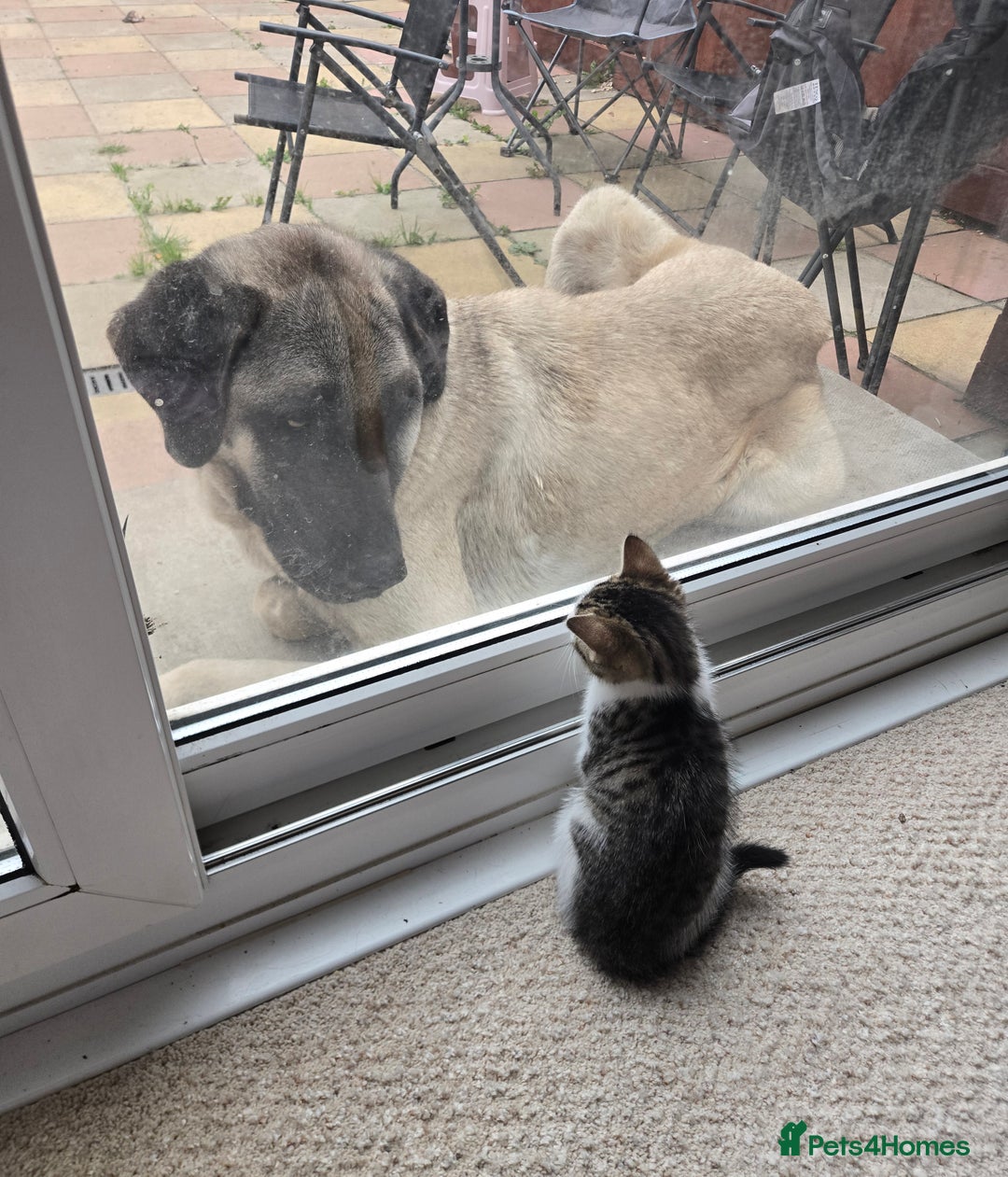 Mixed Breed cats for sale: 3 beautiful playful kittens ready for rehome - Image 3