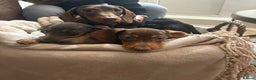 Miniature Dachshund dogs for sale: Little miniature dachshund  - Advert 8
