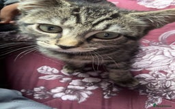 British Shorthair cats for sale: british shorthair tabby kitten - Image 1