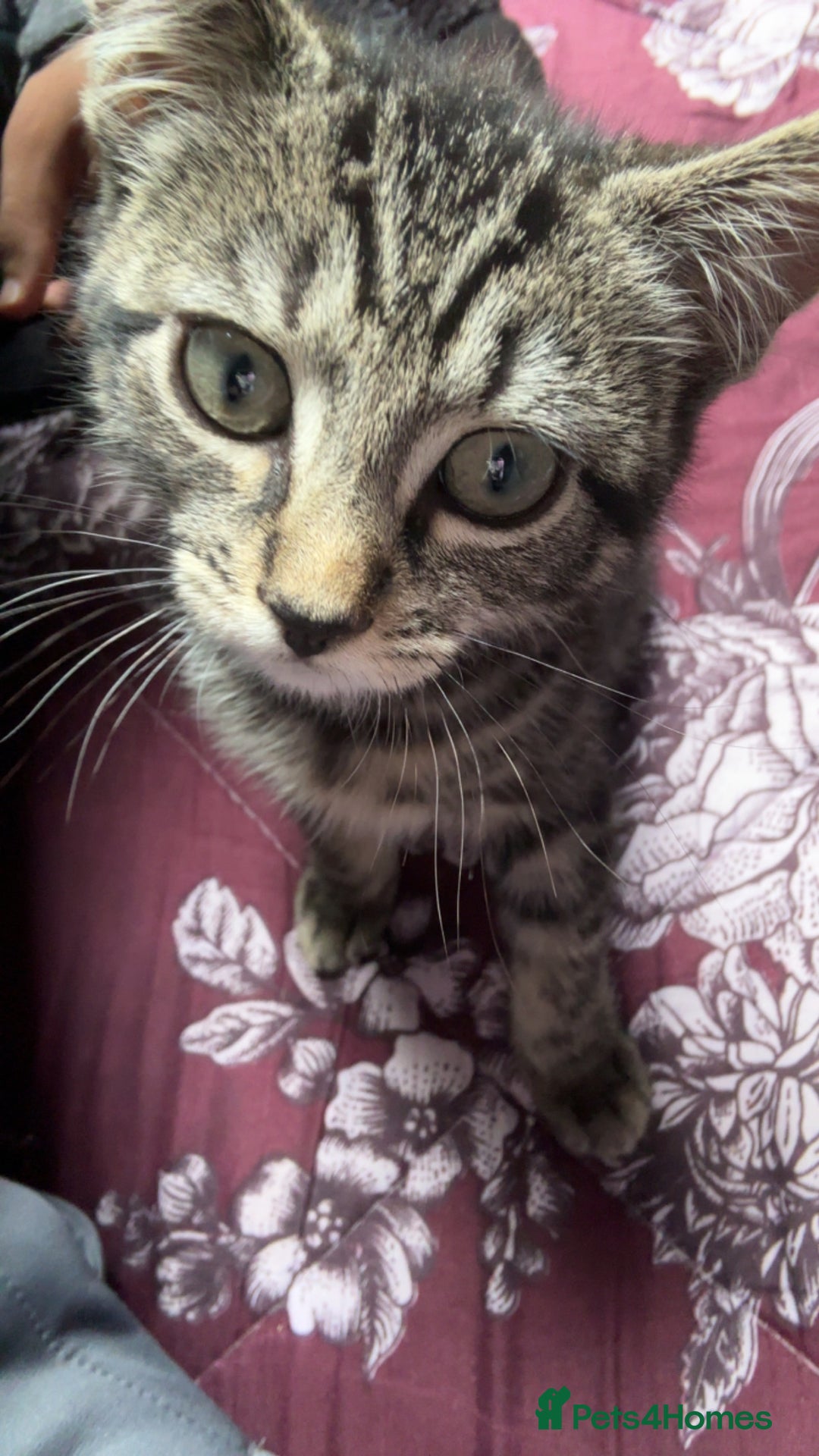 British Shorthair cats for sale: british shorthair tabby kitten - Image 1