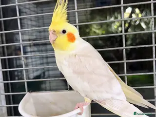 Cockatiels birds Gorgeous Male Cockatiel 💕 - Advert 2