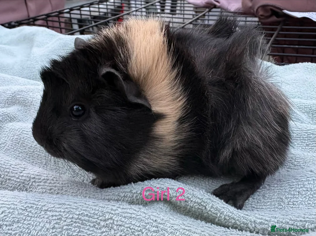 Guinea Pig rodents for sale: Baby Girls & Boys - Advert 2
