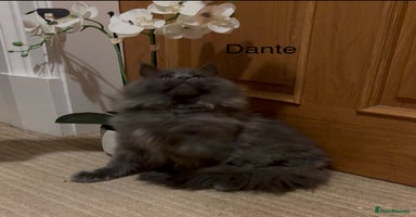 Maine Coon cats - Advert 4