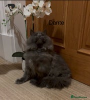 Maine Coon cats - Advert 4