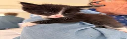 Mixed Breed cats for sale: 8 wk Grey White Kitten - Advert 6