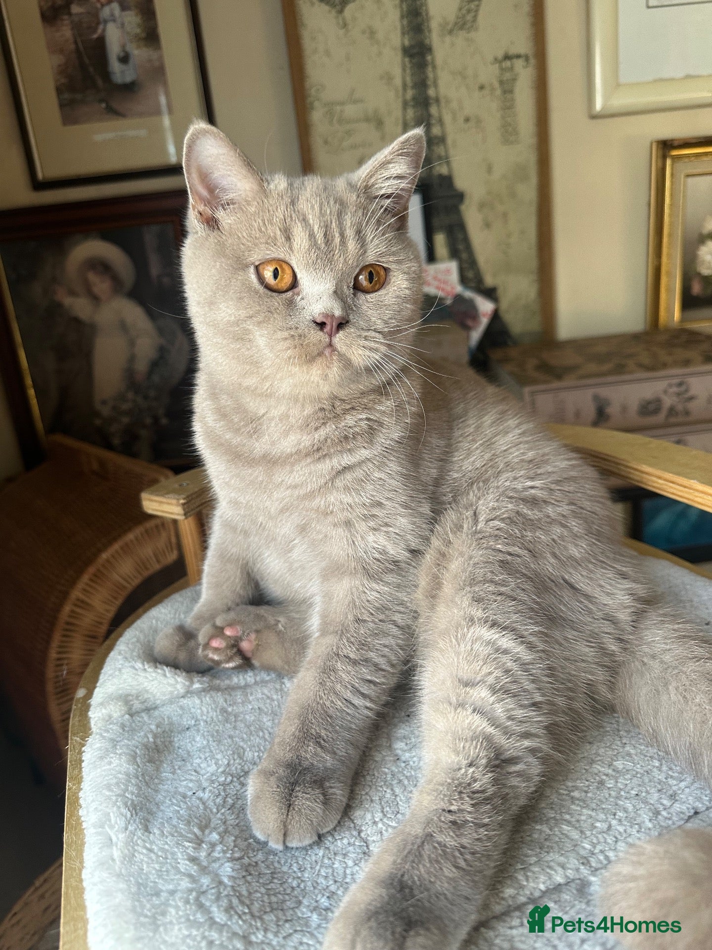 British Shorthair cats British Shorthair GCCF-registered Kittens  - Advert 1