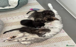 Scottish Fold cats for sale: Adorable Scottish Straight Kittens 💞 - Image 15