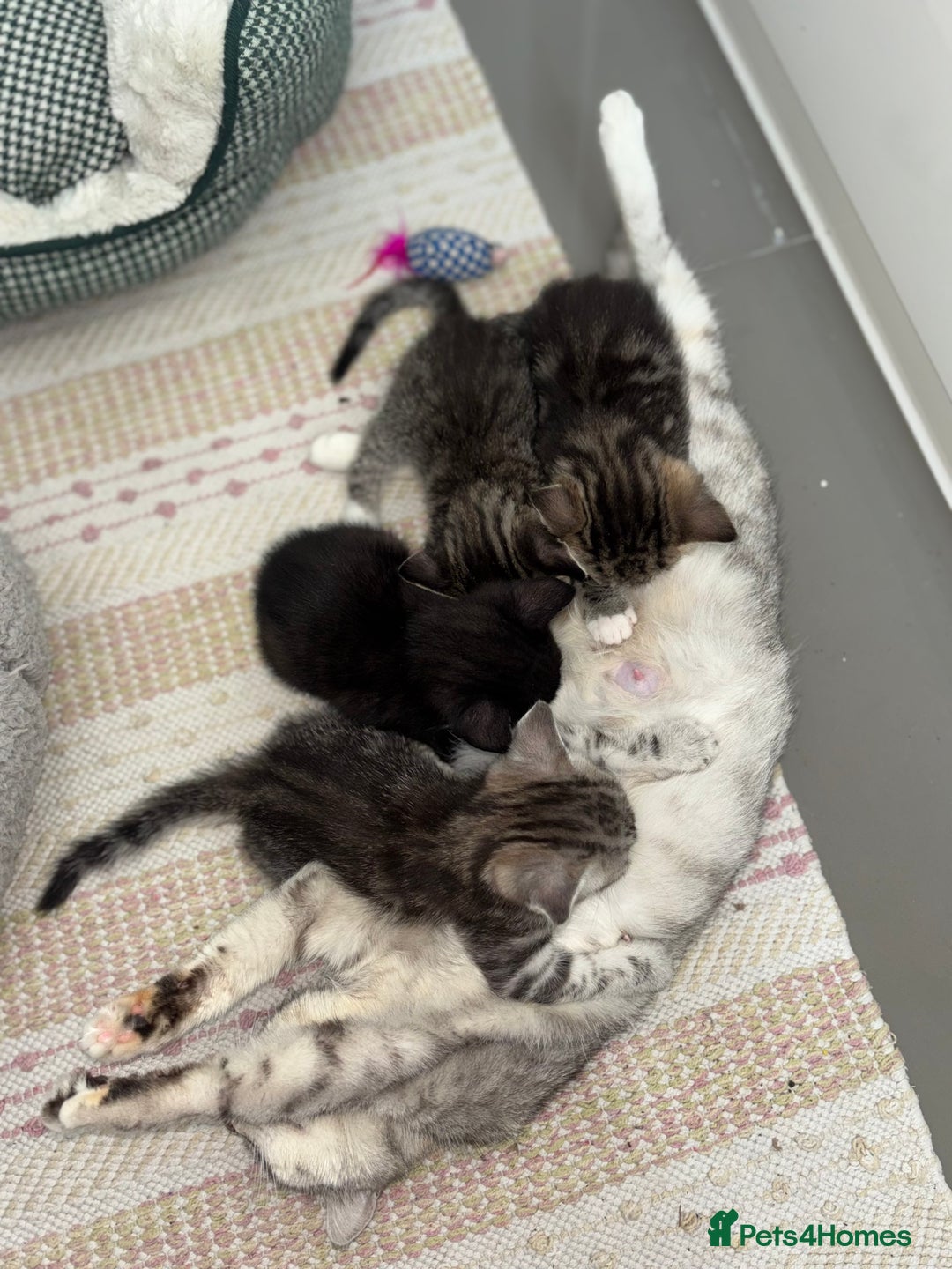 Scottish Fold cats for sale: Adorable Scottish Straight Kittens 💞 - Image 15