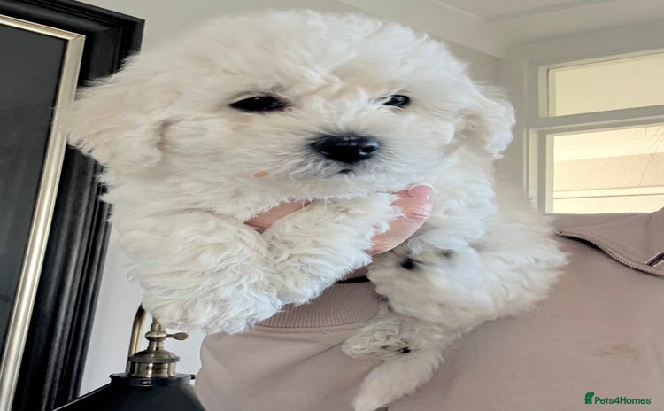 Poochon dogs - Advert 2