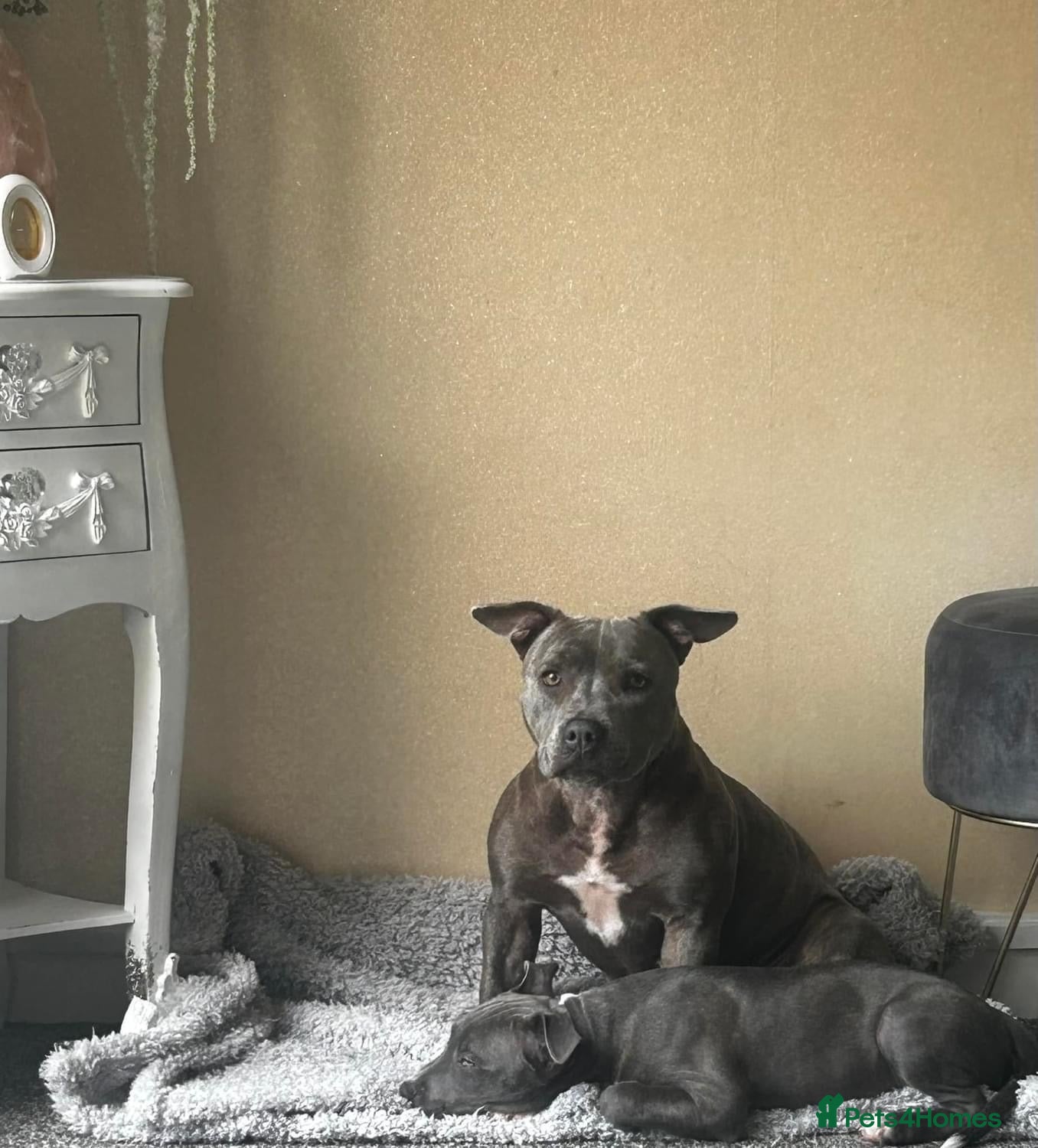 Staffordshire Bull Terrier dogs Beautiful Blue Staffy Girl Remi 🩷 - Advert 9