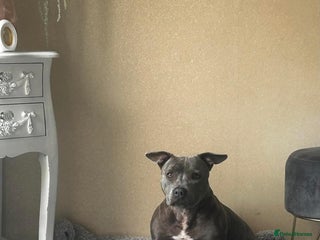 Staffordshire Bull Terrier dogs - Advert 2