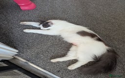 Ragdoll cats for sale: Rag doll cross - Image 7