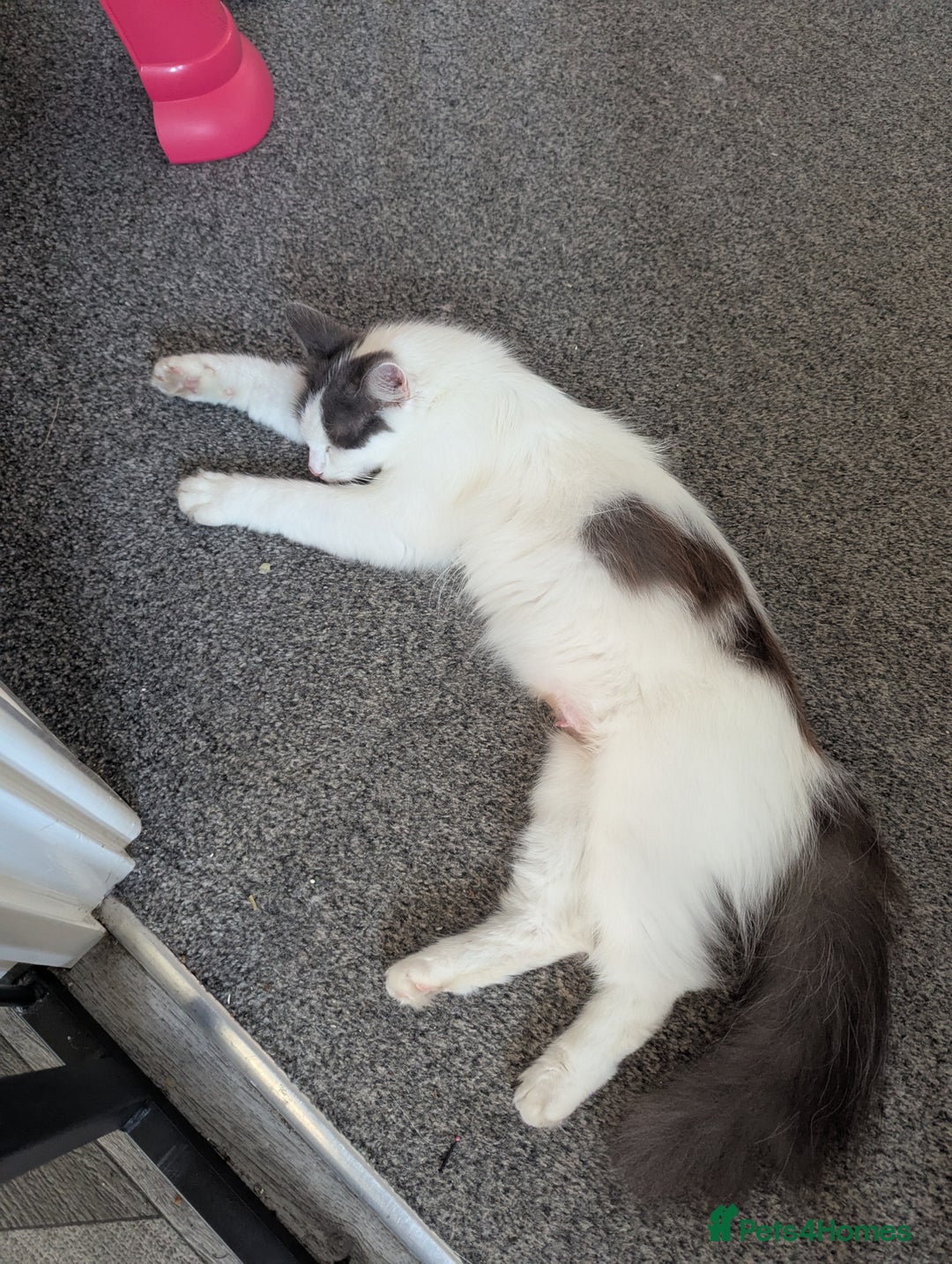 Ragdoll cats for sale: Rag doll cross - Image 7