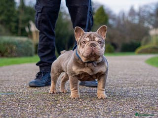 French Bulldog dogs FOR STUD! Isabella and Tan French Bulldog - Advert 24
