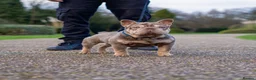 French Bulldog dogs for stud: FOR STUD! Isabella and Tan French Bulldog - Advert 2