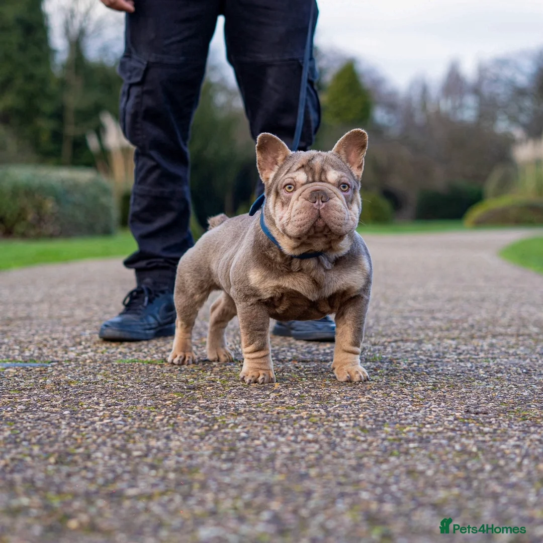 French Bulldog dogs for stud: FOR STUD! Isabella and Tan French Bulldog - Advert 2