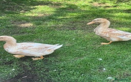 Ducks poultry for sale: Rare Buff Orpington Ducks For FREE to good home - Image 2