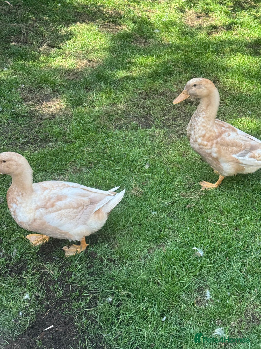 Ducks poultry for sale: Rare Buff Orpington Ducks For FREE to good home - Image 2
