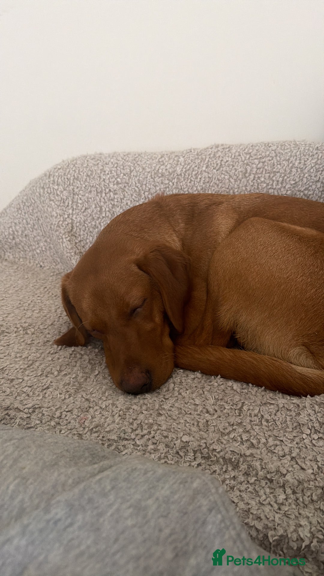 Labrador Retriever dogs for sale: Fox Red Labrador  - Advert 5