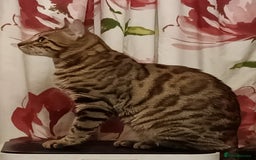 Bengal cats for sale: Bengal Adolescent & Young Adult Entire Males - Image 15
