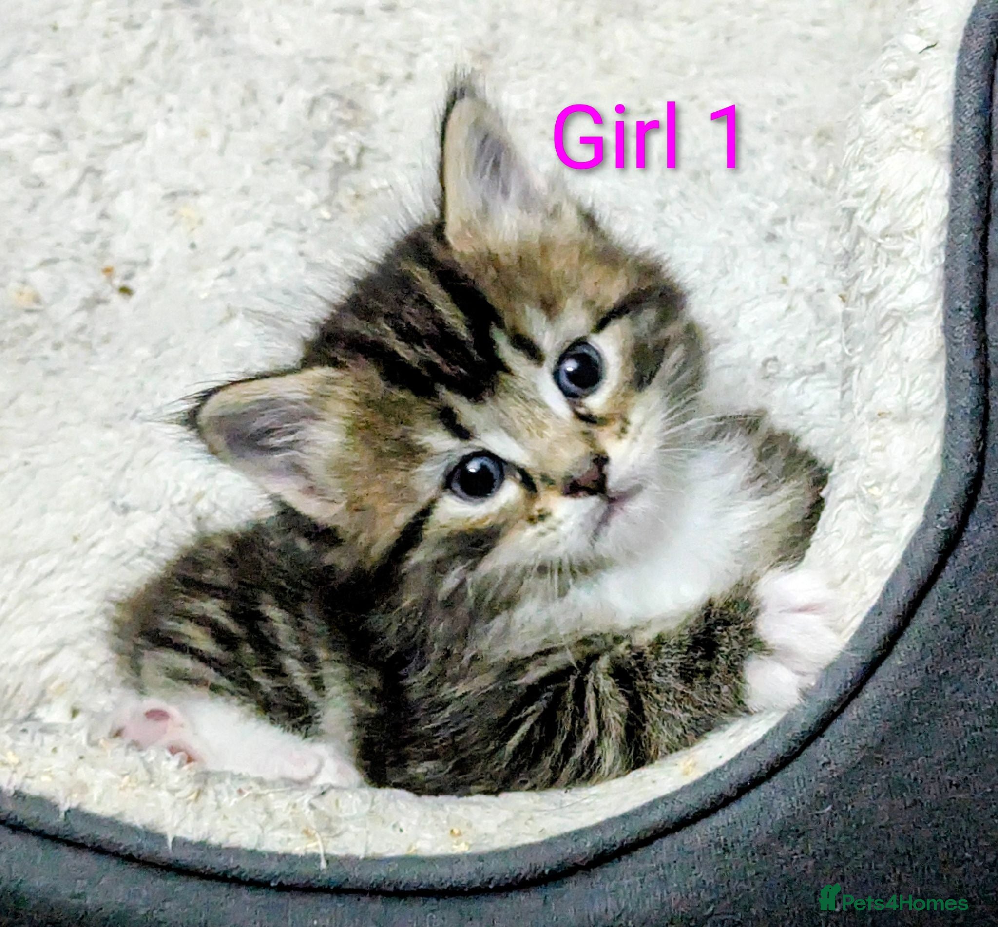 Mixed Breed cats Gorgeous Tabby Kittens for sale Ready June 17 - Advert 1