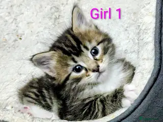 Mixed Breed cats Gorgeous Tabby Kittens for sale Ready June 17 - Advert 12