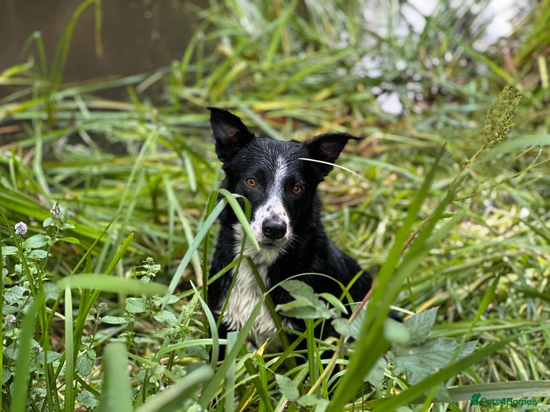 Smooth Collie dogs for sale: Stunning Collie pups - Image 6