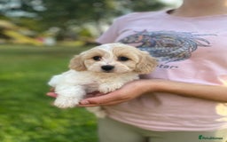 Cavachon dogs for sale: Cavachon puppies  - Image 4
