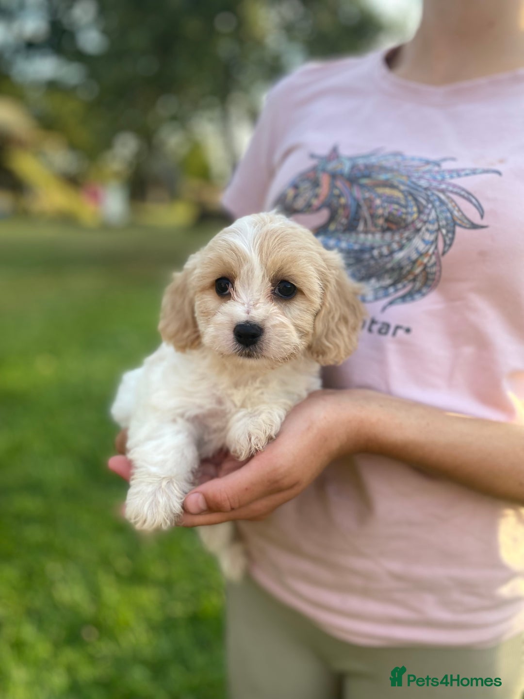 Cavachon dogs for sale: Cavachon puppies  - Image 4