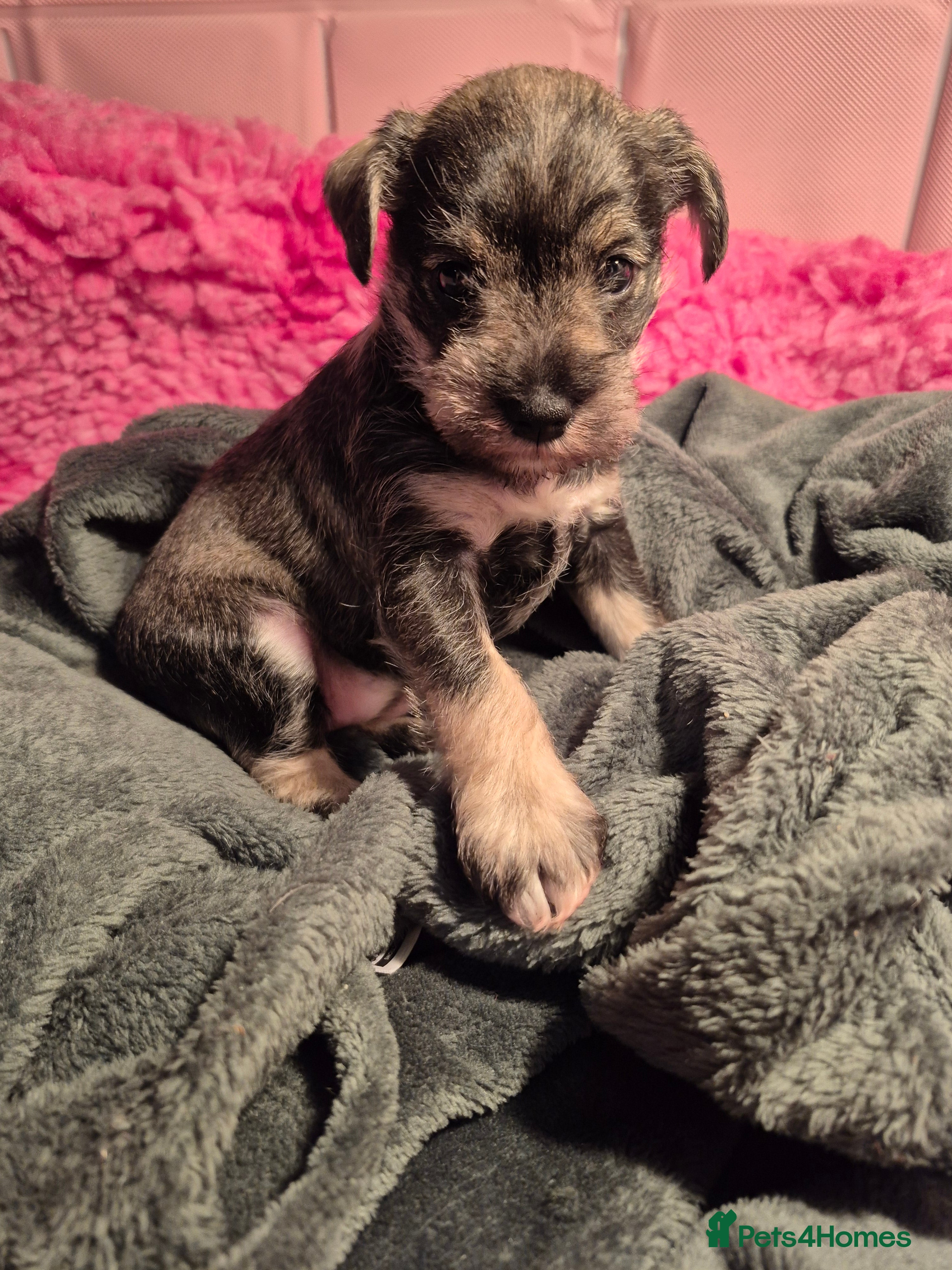 Miniature Schnauzer dogs Adorable Princess Miniature Shnauzer  - Advert 3