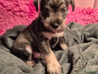 Miniature Schnauzer dogs (SOLD) Adorable Princess Miniature Shnauzer - Advert 2