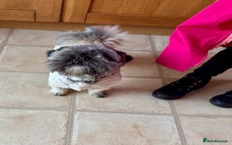 Lhasa Apso dogs for sale: Beautiful kc reg male  - Image 5