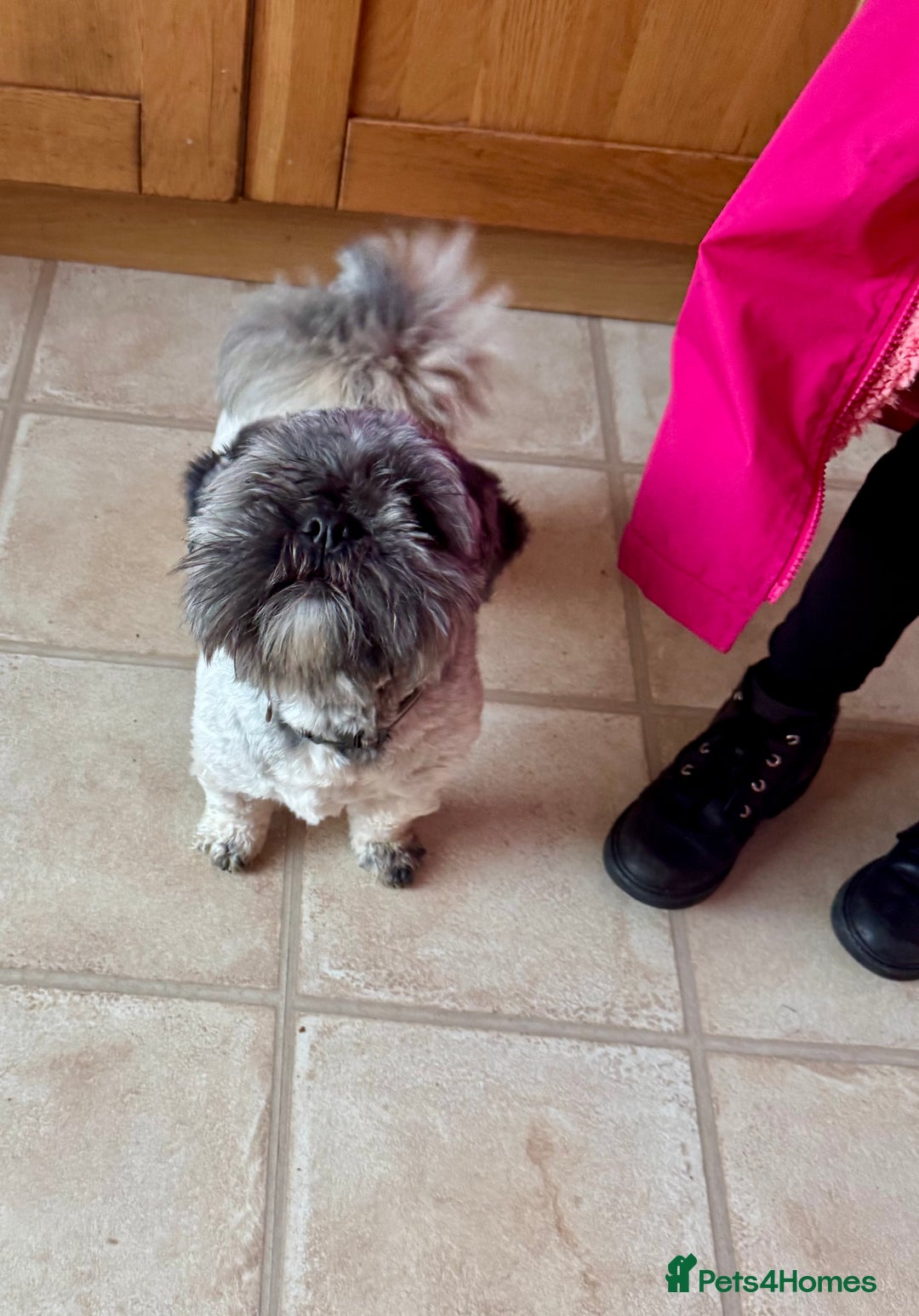 Lhasa Apso dogs for sale: Beautiful kc reg male  - Image 5