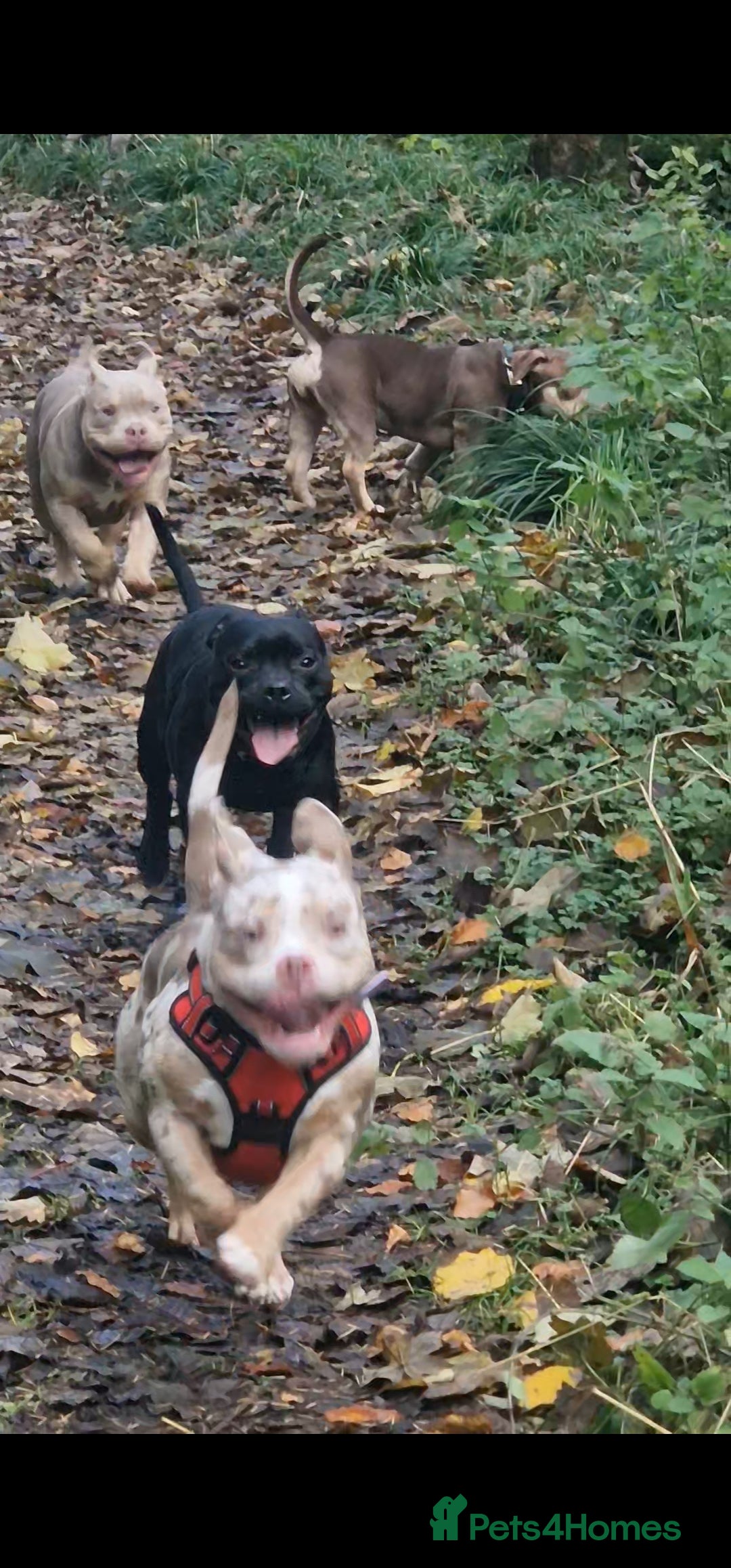 Staffordshire Bull Terrier dogs for sale: Staffordshite bull terrier - Advert 2